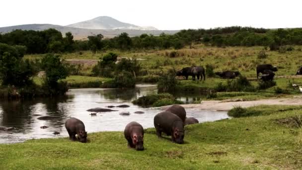 Un groupe d'hippopotames et de buffles se promènent. — Video