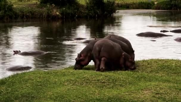 Hipopopotam z ptakami na plecach wchodzącymi do jeziora. — Wideo stockowe