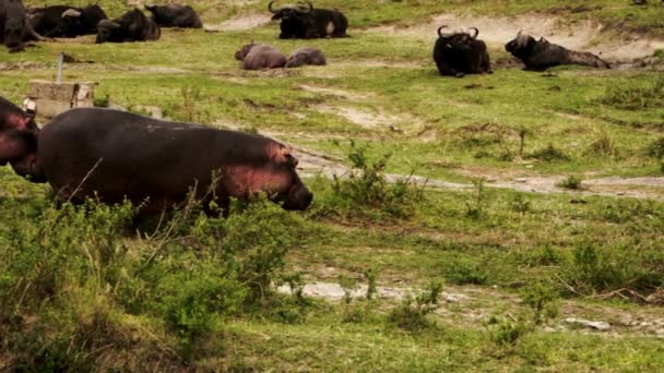 Een groep nijlpaarden en buffels die rondlopen. — Stockvideo