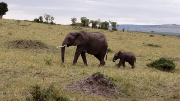 Μια ομάδα ελεφάντων περπατά μέσα από ένα χωράφι. — Αρχείο Βίντεο