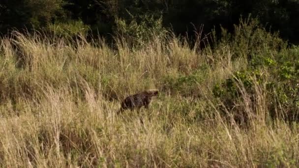 Un gruppo di iene macchiate in giro. — Video Stock