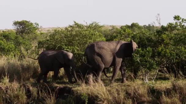 Sekelompok gajah berjalan melalui pohon. — Stok Video