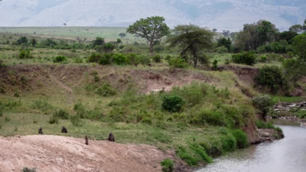 Um grupo de hienas manchadas andando por aí. — Vídeo de Stock