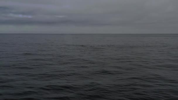 Létající výstřel velryby Balaenoptera physalus — Stock video