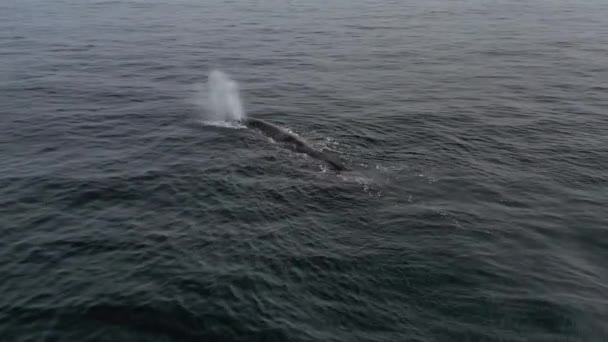 Tiro voador de uma baleia baleia Balaenoptera physalus — Vídeo de Stock