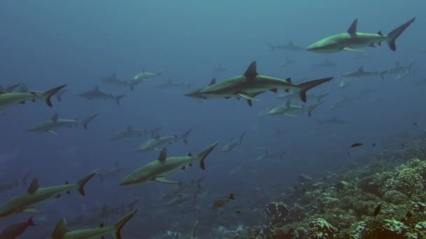 Escola de Blacktip Gray Reef Shark subaquático nadar em águas azuis em Tuamotu. — Vídeo de Stock