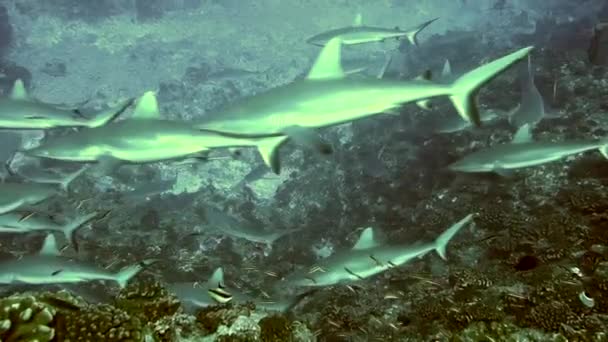 Un gruppo di squali grigi della barriera corallina neri nuotano sott'acqua in acque blu a Tuamotu. — Video Stock