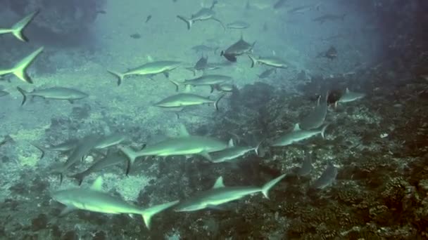 École de requin de récif gris à pointe noire nage sous-marine dans les eaux bleues à Tuamotu. — Video