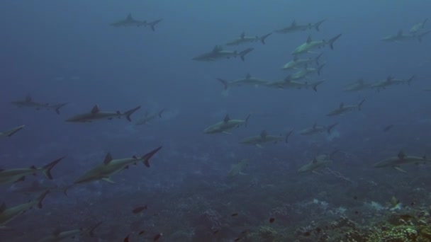 School of blacktip Grå rev Shark undervattenssimma i blå vatten i Tuamotu. — Stockvideo