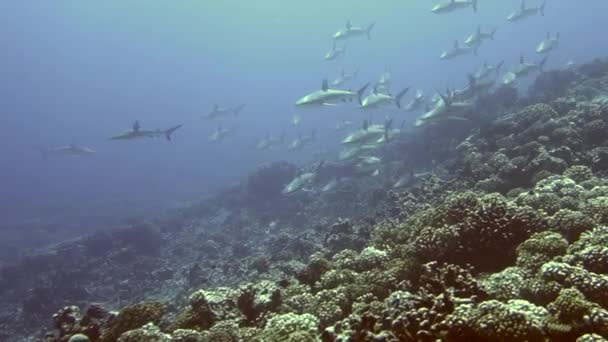 Escola de Blacktip Gray Reef Shark subaquático nadar em águas azuis em Tuamotu. — Vídeo de Stock