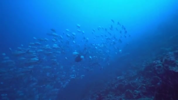 Escuela de atún sobre fondo azul del mar bajo el agua en busca de alimentos. — Vídeos de Stock