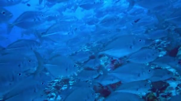 Escola de atum no fundo azul do mar subaquático em busca de comida. — Vídeo de Stock