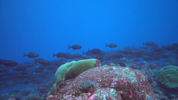 Ecole de thon sur fond bleu de mer sous-marine à la recherche de nourriture. — Video