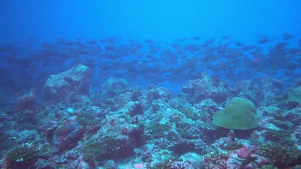 Школа тунця на синьому тлі морської під водою в пошуках їжі . — стокове відео
