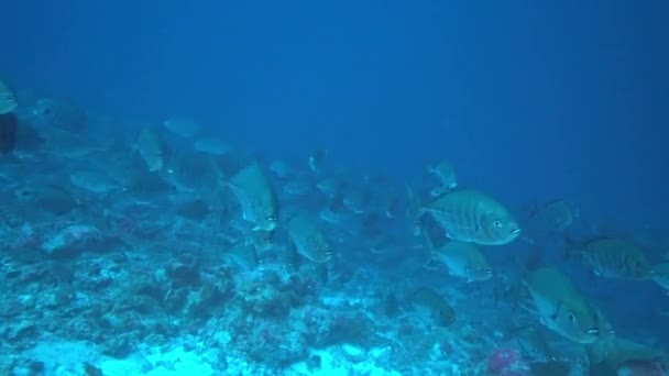 Sekolah ikan tuna dengan latar belakang biru laut bawah air untuk mencari makanan. — Stok Video