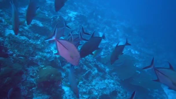 Escola de atum no fundo azul do mar subaquático em busca de comida. — Vídeo de Stock