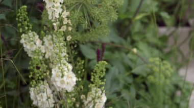 Bahçedeki kır çiçekleri