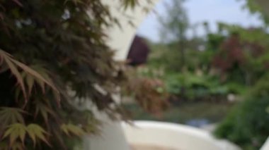 Bahçedeki kır çiçekleri