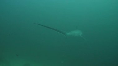 Pelagic Thresher Fox Shark, Alopias pelagicus, sualtı yüzücüsü mavi okyanusta.