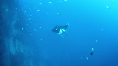 Devasa Siyah Okyanus Birostris Manta Işını plankton arayışında mavi suyun arka planında yüzüyor.