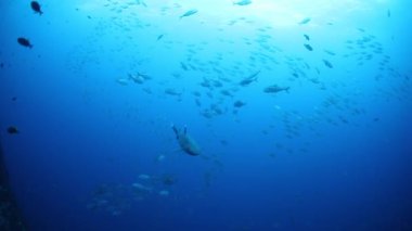 Devasa Siyah Okyanus Birostris Manta Işını plankton arayışında mavi suyun arka planında yüzüyor.