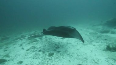 Devasa Siyah Okyanus Birostris Manta Işını plankton arayışında mavi suyun arka planında yüzüyor.