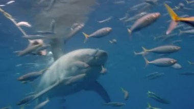 Bir Büyük Beyaz Köpekbalığı hızla kameranın önünde yem kovalar..