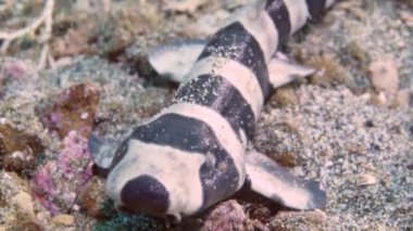 Yeni doğmuş yavru kedi köpek balığı mercan köpekbalığı kedi balığı Atelomycterus marmoratus 'un deniz kumu üzerindeki portresi.