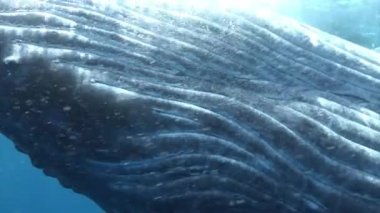 Pasifik Okyanusu 'nda su altında yakın plan balina..