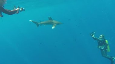 Okyanus beyaz uçlu köpekbalığı, Carcharhinus longimanus.