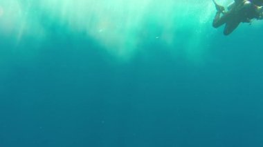 Okyanus beyaz uçlu köpekbalığı, Carcharhinus longimanus.