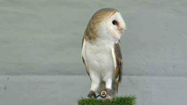 Horney barn owl, Tyto albahead, head close up, animal behavior in the habitat. — Stock Video