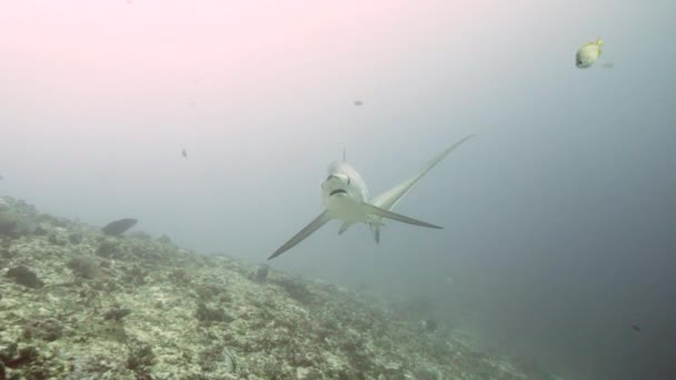 Tiburón zorro pelágico, Alopias pelagicus, nadar bajo el agua en el océano azul. — Vídeos de Stock