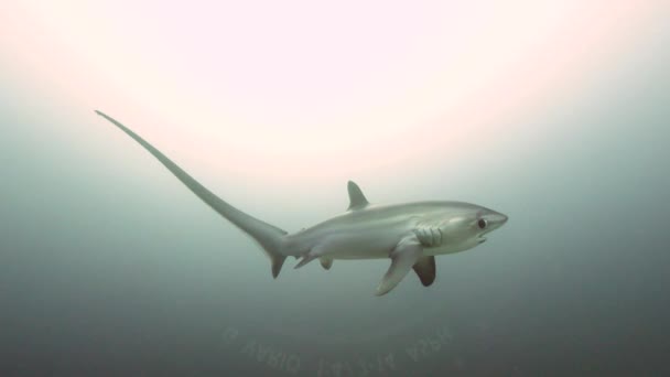 Pelagiska Thresher Fox Shark, Alopias pelagicus, undervattensbad i blå hav. — Stockvideo