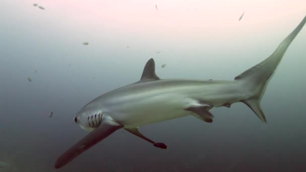 Pelagiska Thresher Fox Shark, Alopias pelagicus, undervattensbad i blå hav. — Stockvideo