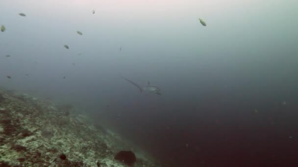 Pelagische Drempelvos haai, Alopias pelagicus, onderwater zwemmen in de blauwe oceaan. — Stockvideo