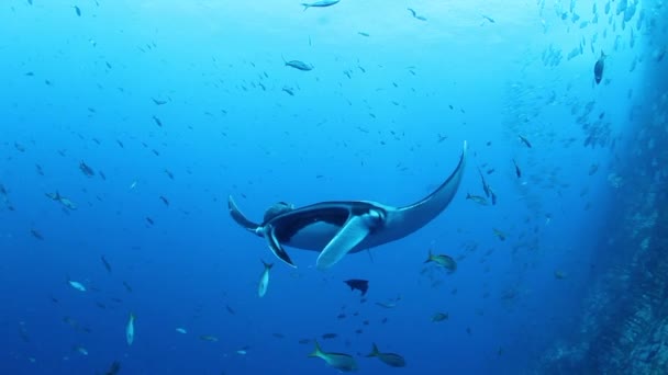 Gigantesco Black Oceanic Birostris Manta Ray flotando sobre un fondo de agua azul en busca de plancton. — Vídeos de Stock