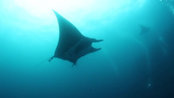 Gigantic Black Oceanic Birostris Manta Ray floating on a background of blue water in search of plankton. — Stock Video