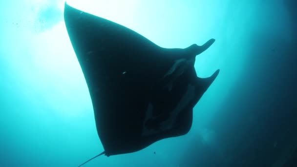 Gigantische Zwarte Oceanische Birostris Manta Ray drijvend op een achtergrond van blauw water op zoek naar plankton. — Stockvideo