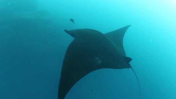 Γιγαντιαίος Μαύρος Ωκεανός Birostris Manta Ray επιπλέει σε φόντο γαλάζιου νερού σε αναζήτηση πλαγκτόν. — Αρχείο Βίντεο