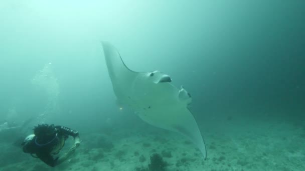 Gigantesco Black Oceanic Birostris Manta Ray flutuando em um fundo de água azul em busca de plâncton. — Vídeo de Stock