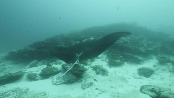 Gigantesque Birostris océanique noir Manta Ray flottant sur un fond d'eau bleue à la recherche de plancton. — Video