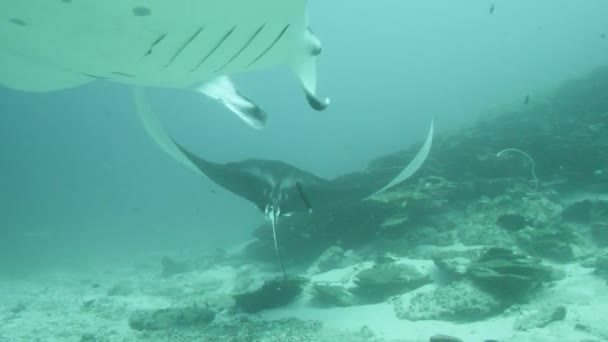 Gigantesque Birostris océanique noir Manta Ray flottant sur un fond d'eau bleue à la recherche de plancton. — Video