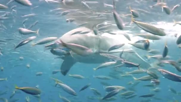 Велика біла акула швидко переслідує приманку перед камерою.. — стокове відео