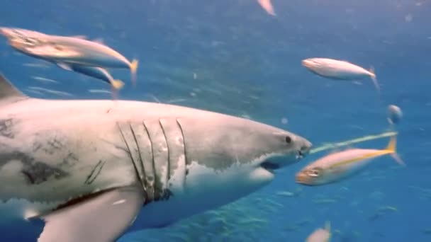 Um grande tubarão branco rapidamente persegue isca na frente de uma câmera. — Vídeo de Stock