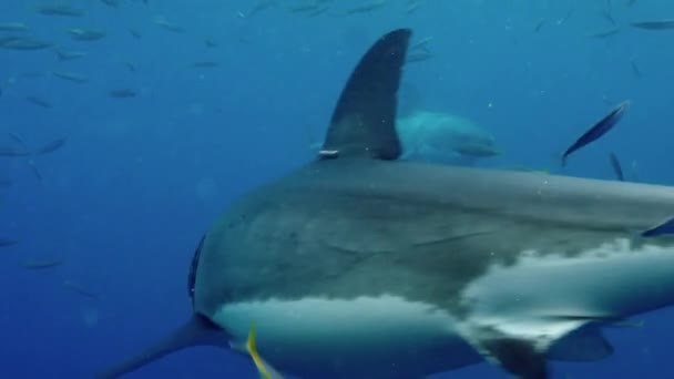 Bir Büyük Beyaz Köpekbalığı hızla kameranın önünde yem kovalar.. — Stok video