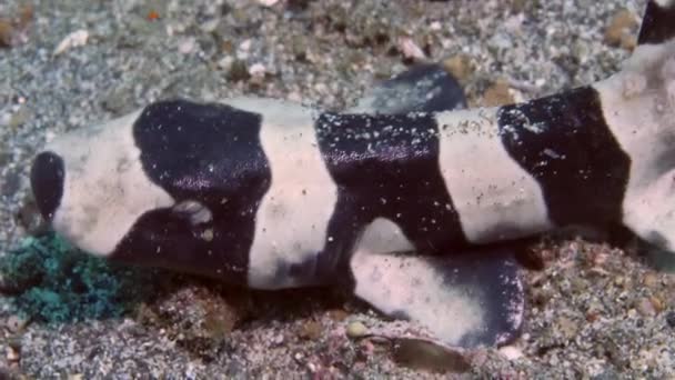 Portrét novorozence kočičí žralok kočičí Atelomycterus marmoratus na mořském písku. — Stock video