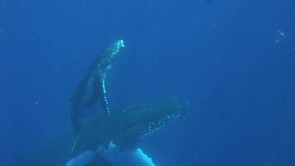 太平洋の水中で牛クジラと若いザトウクジラの子牛. — ストック動画