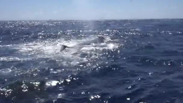 Whale breathing and fountain blowing from water in ocean. — Stock Video