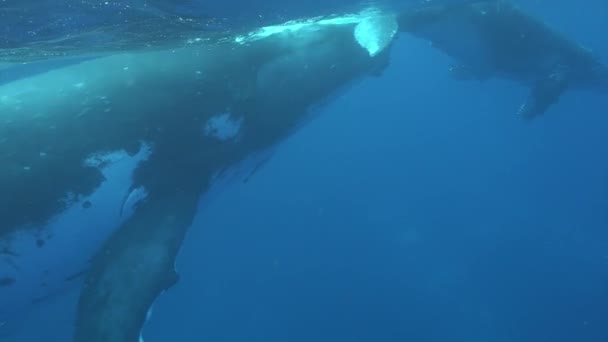 Familjeidyll av valar under vatten i Stilla havet. — Stockvideo